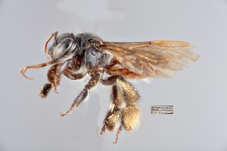 [Paratetrapedia fervida female (lateral/side view) thumbnail]